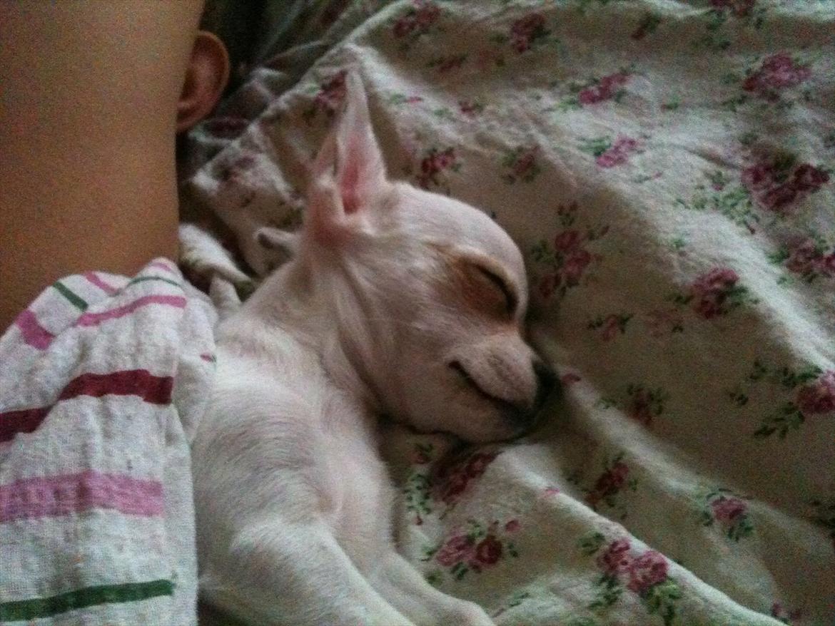 Chihuahua bellis billede 3