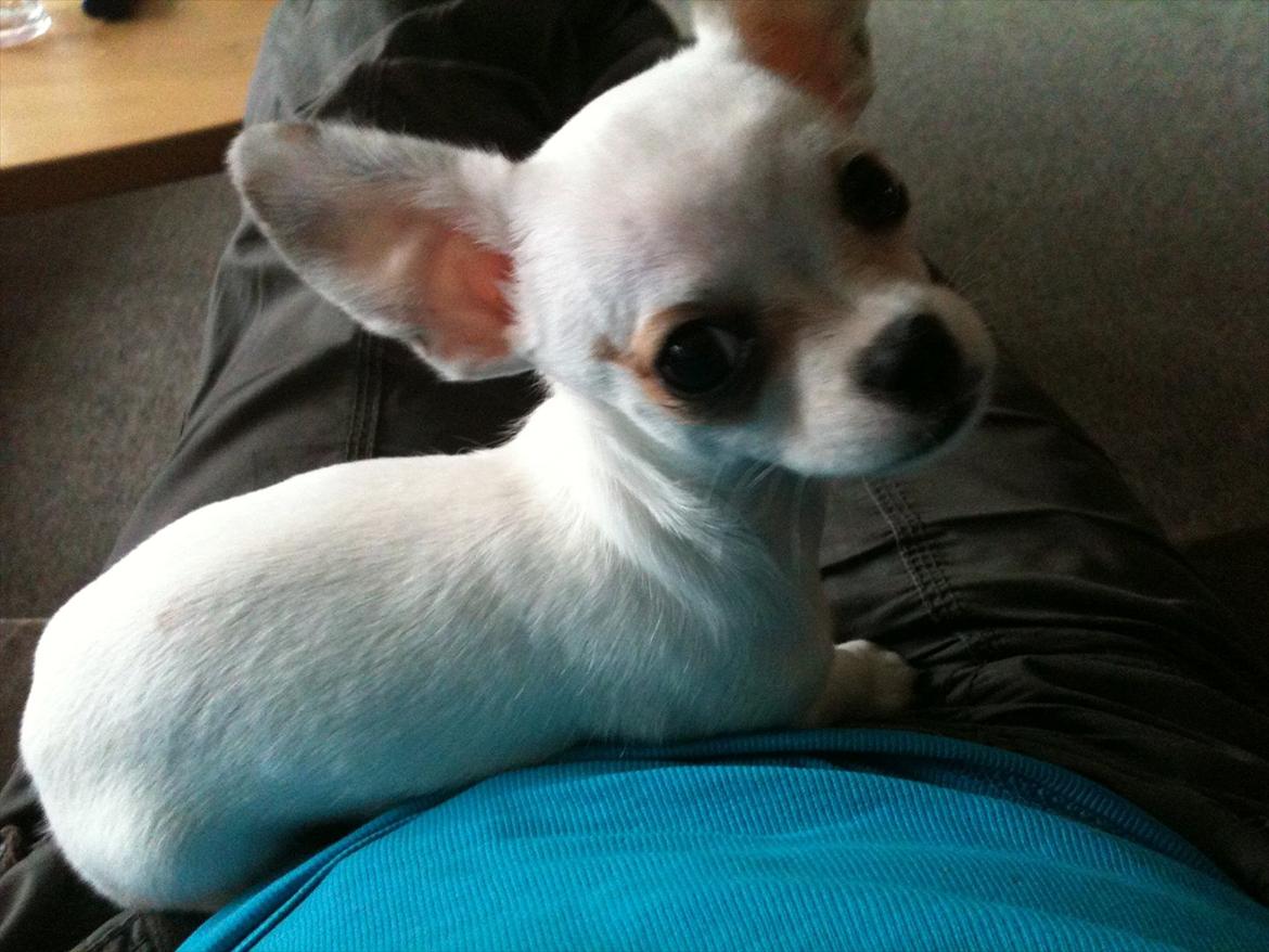 Chihuahua bellis billede 4