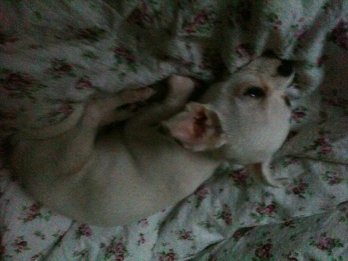 Chihuahua bellis billede 5