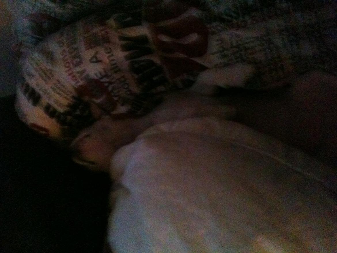 Chihuahua bellis billede 6