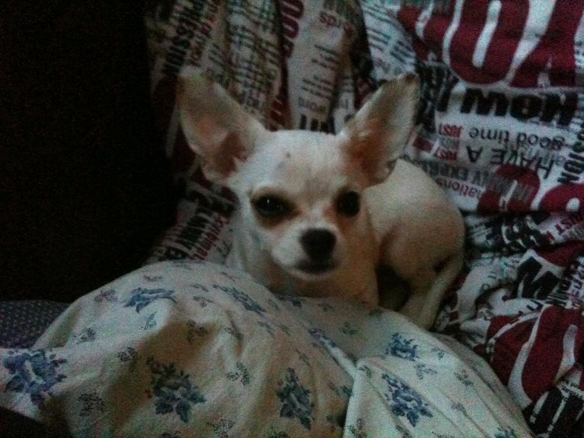 Chihuahua bellis billede 7