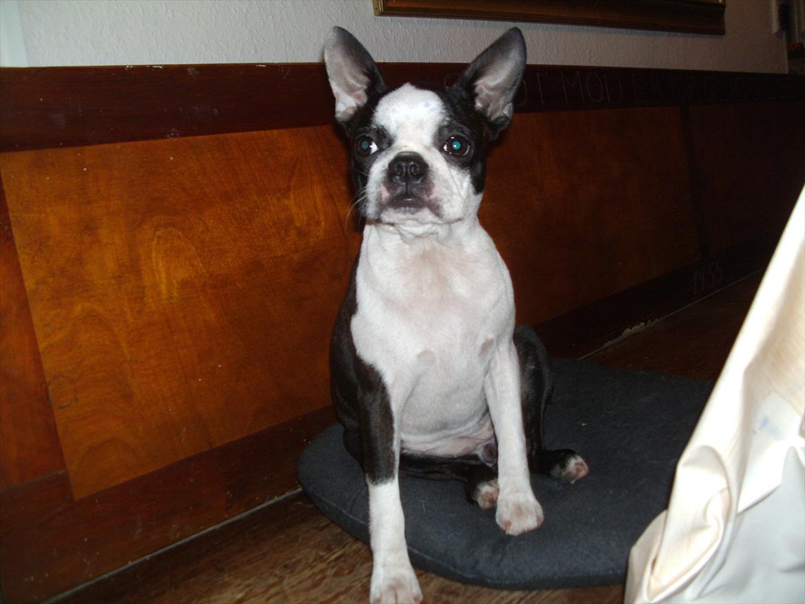 Boston terrier Mynthe billede 3