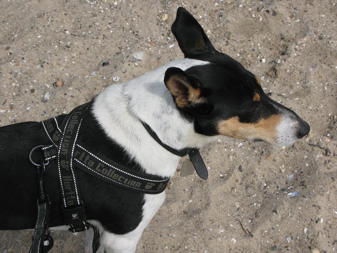 Collie korthåret Buddy billede 13