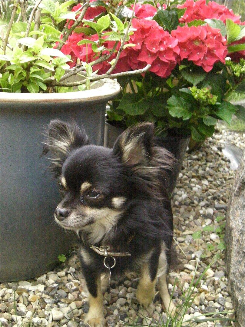 Chihuahua Tiny - Sommer billed :-* billede 6