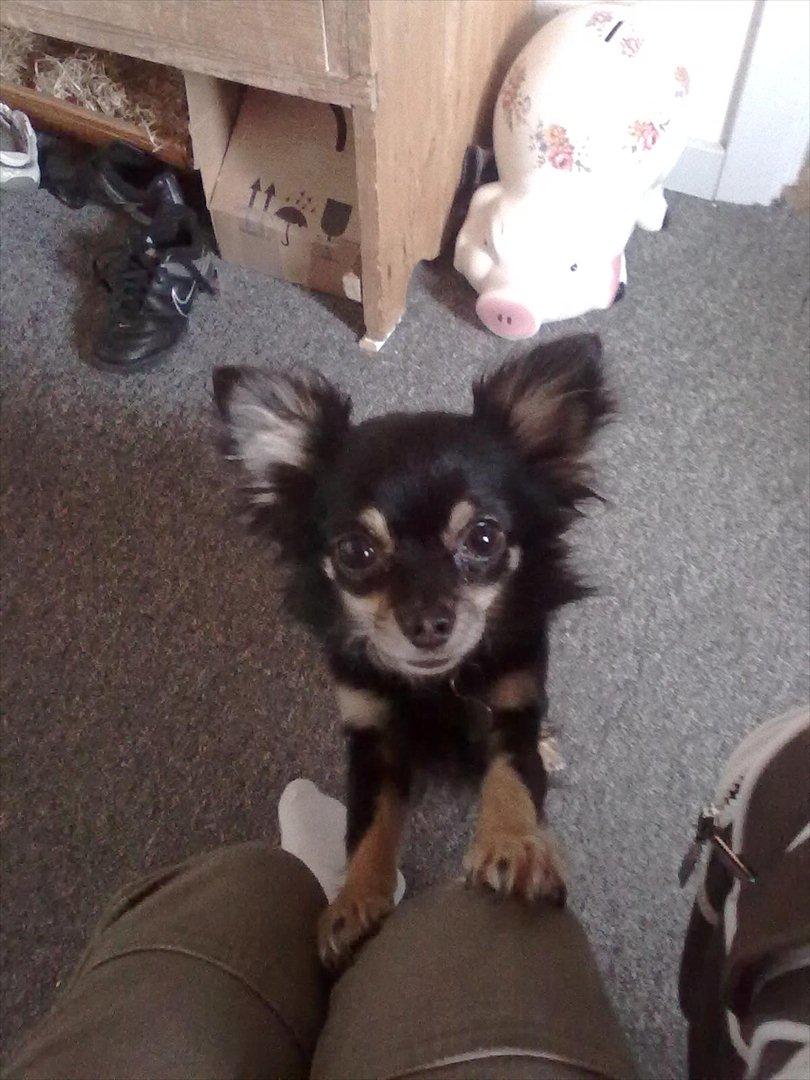 Chihuahua Tiny billede 16