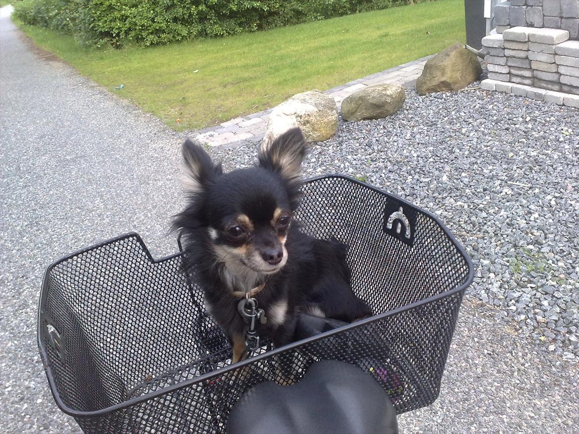 Chihuahua Tiny - Tiny får lige noget luft til hovedet ;) billede 14