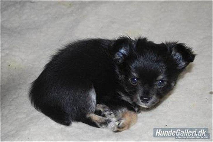 Chihuahua Tiny - Lille bitte Tiny som hvalp :D billede 15