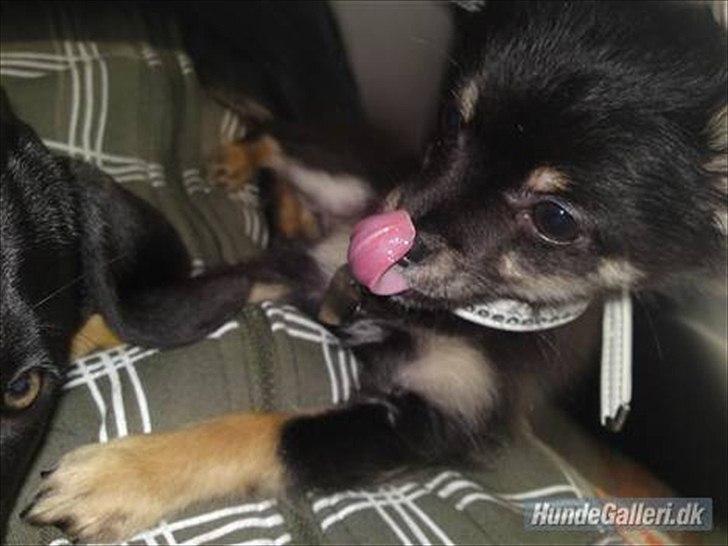 Chihuahua Tiny - Tiny som babyyy billede 13