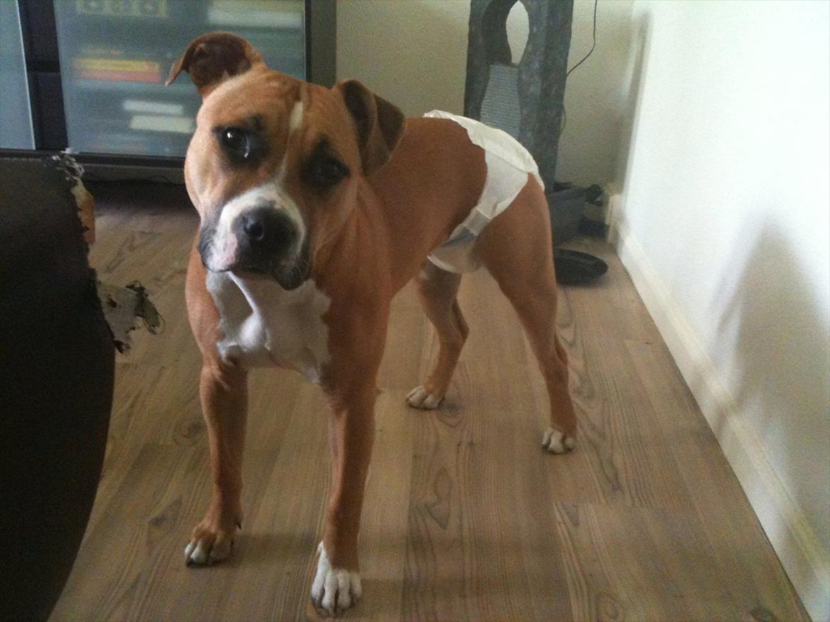 Amerikansk staffordshire terrier Bailey - Bailey i løbetid og uggået for ''hundetrusser'' 
- så derfor ødelægger vi lige sofaen! :) billede 8