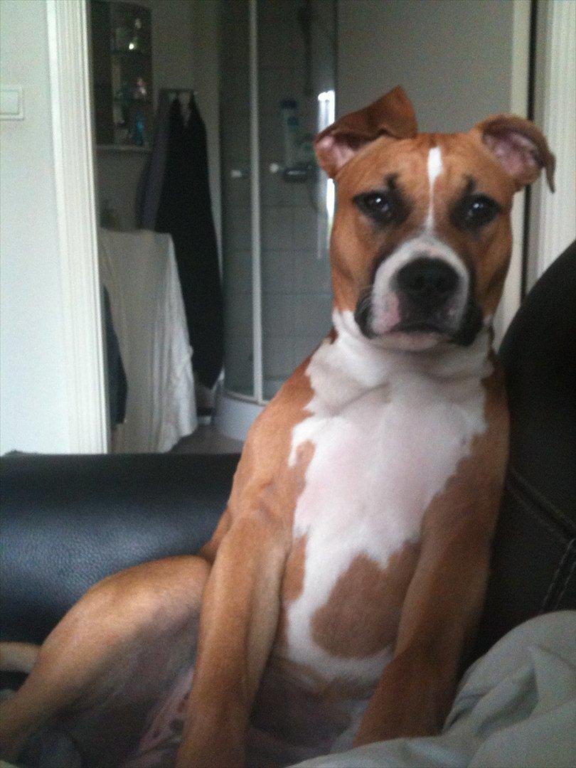 Amerikansk staffordshire terrier Bailey billede 9