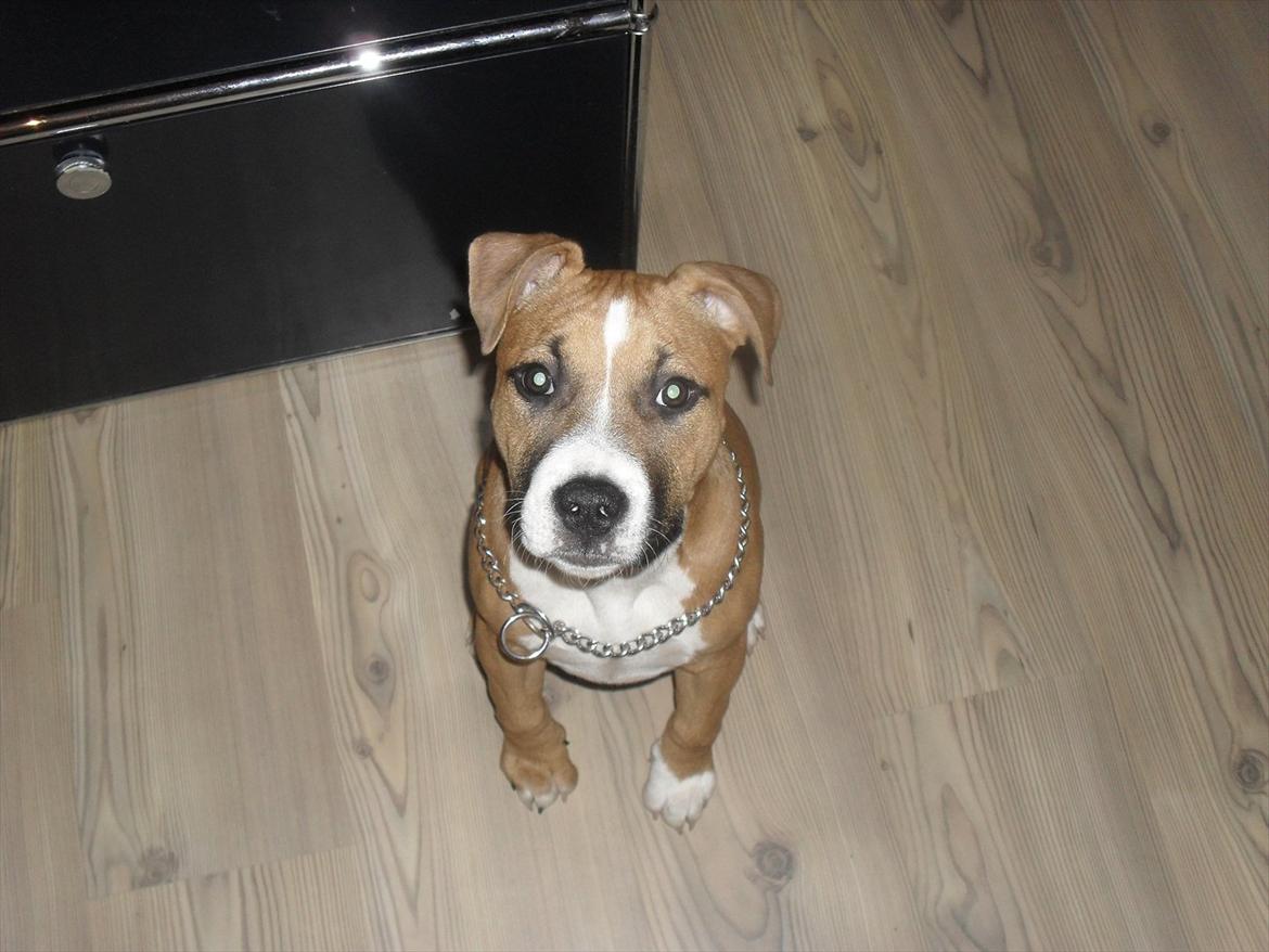 Amerikansk staffordshire terrier Bailey billede 13