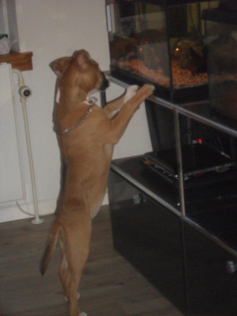 Amerikansk staffordshire terrier Bailey - Kigger på piratfisk! :D billede 14