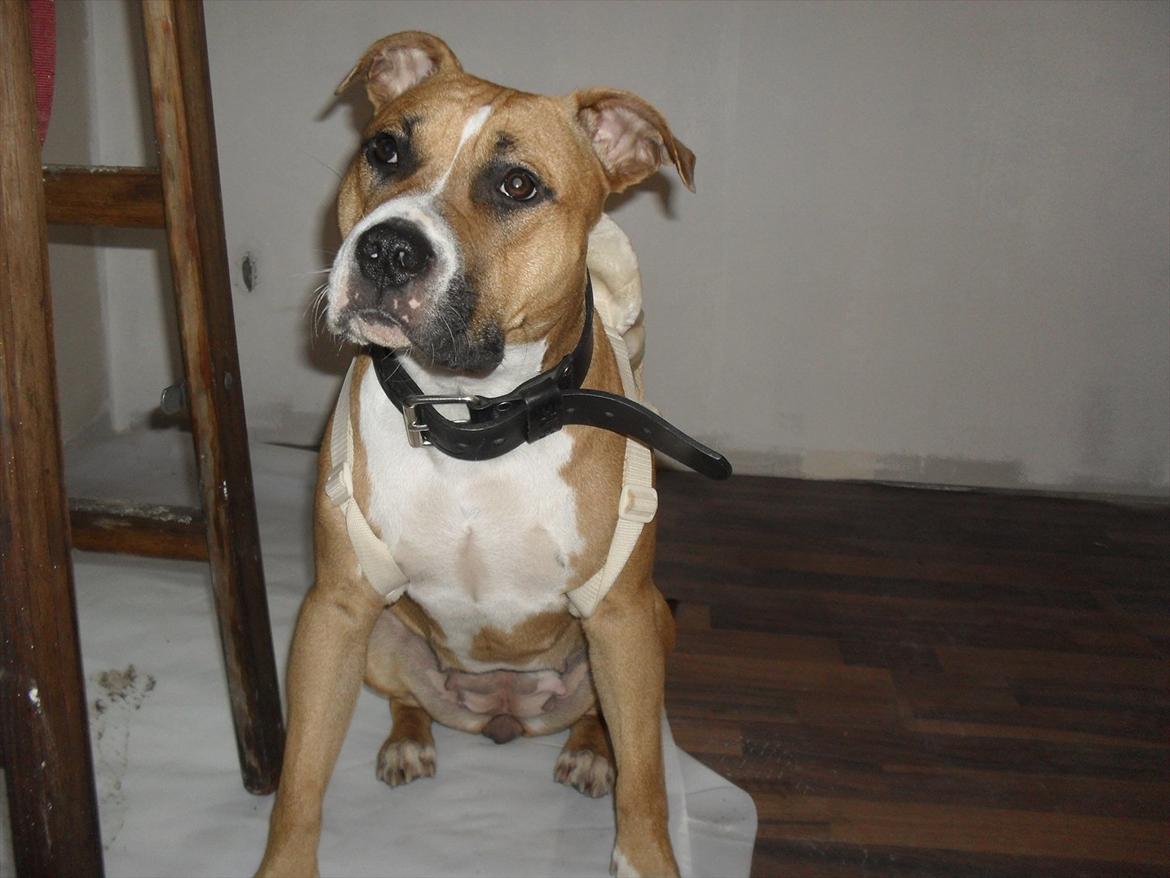 Amerikansk staffordshire terrier Bailey billede 15