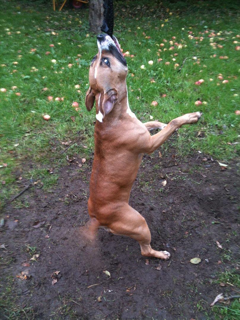 Amerikansk staffordshire terrier Bailey - Trækker i dæk billede 16