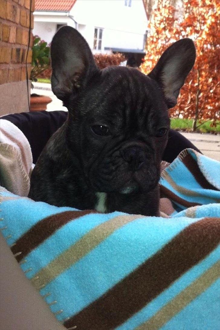 Fransk bulldog Ferdinan "Pumba" billede 16