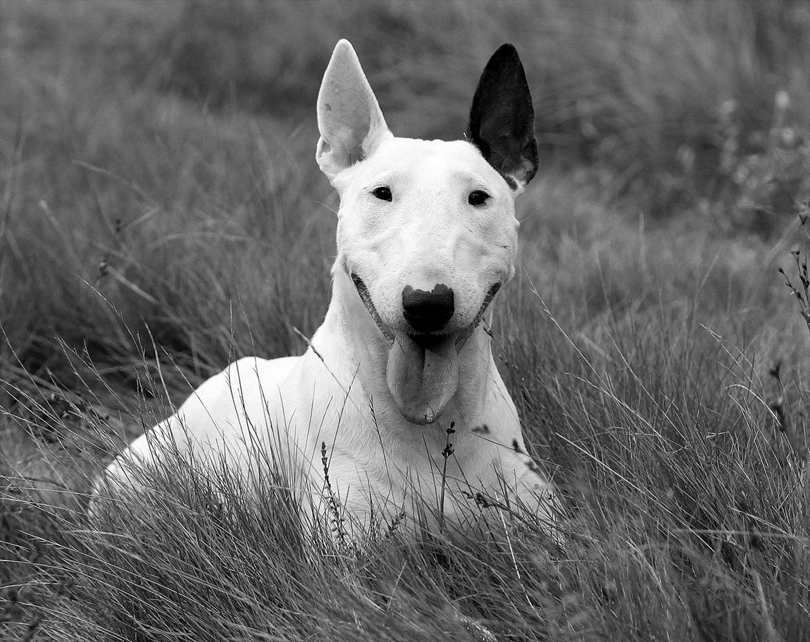 Bullterrier Lulu *himmelhund* billede 2