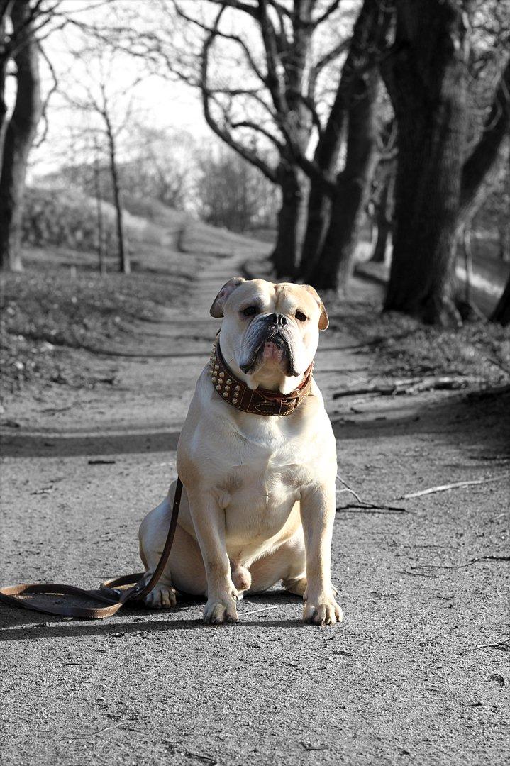 Olde english bulldogge Buffy's Junior - 2 år.. billede 2