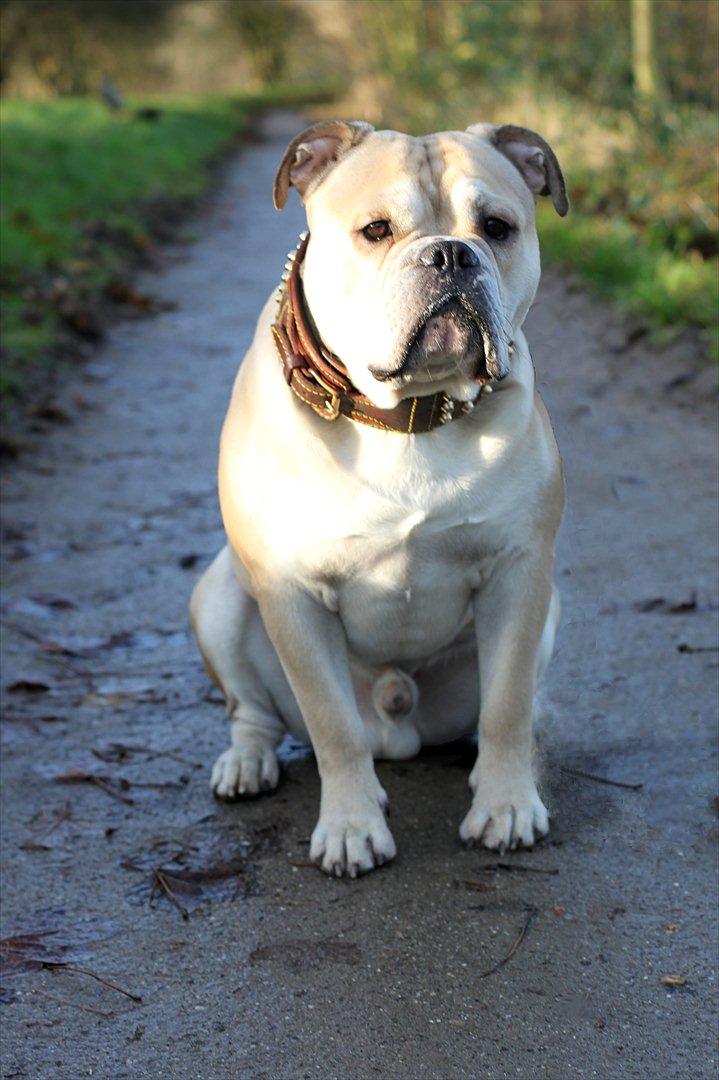 Olde english bulldogge Buffy's Junior - 2 år.. billede 6
