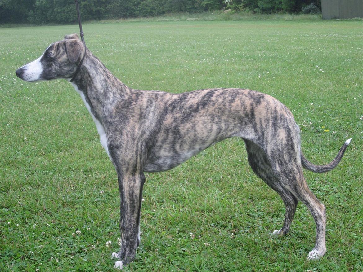 Whippet Sea Leopards Quite Quimat billede 12