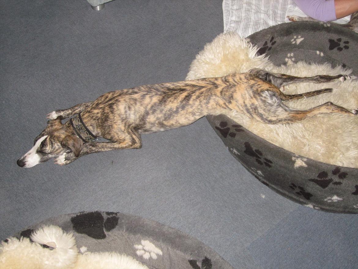 Whippet Sea Leopards Quite Quimat billede 14