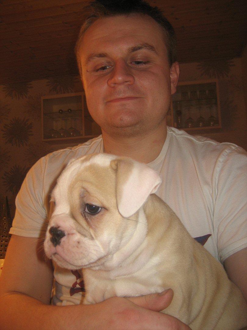 Olde english bulldogge Bullina´s Florentina billede 6