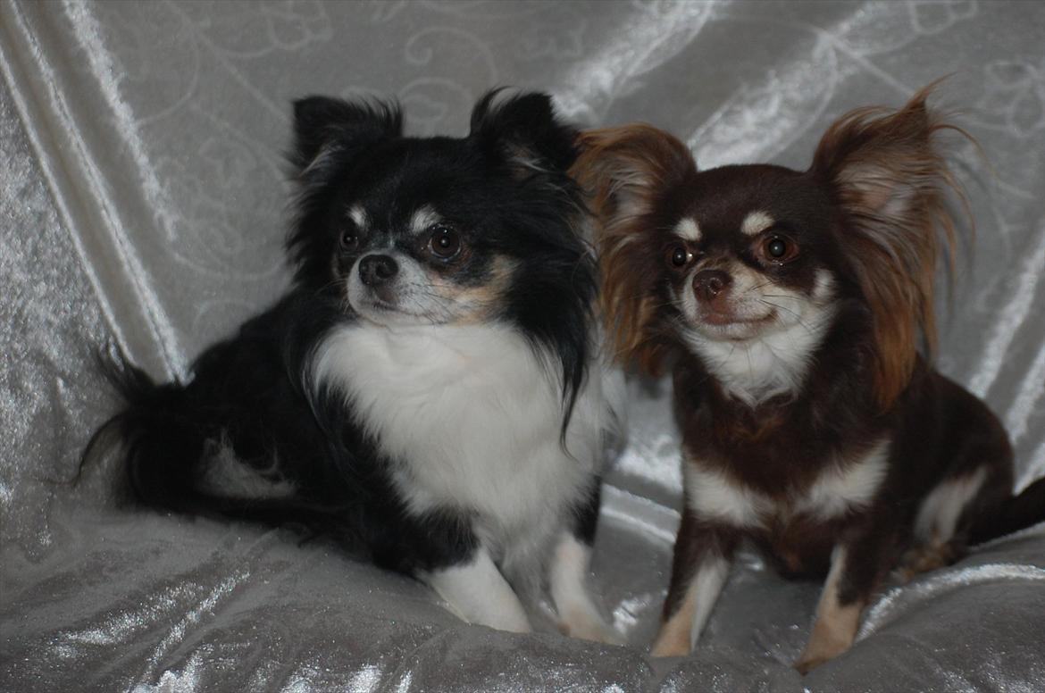 Chihuahua Ravns Begonie ~ Brusse billede 16