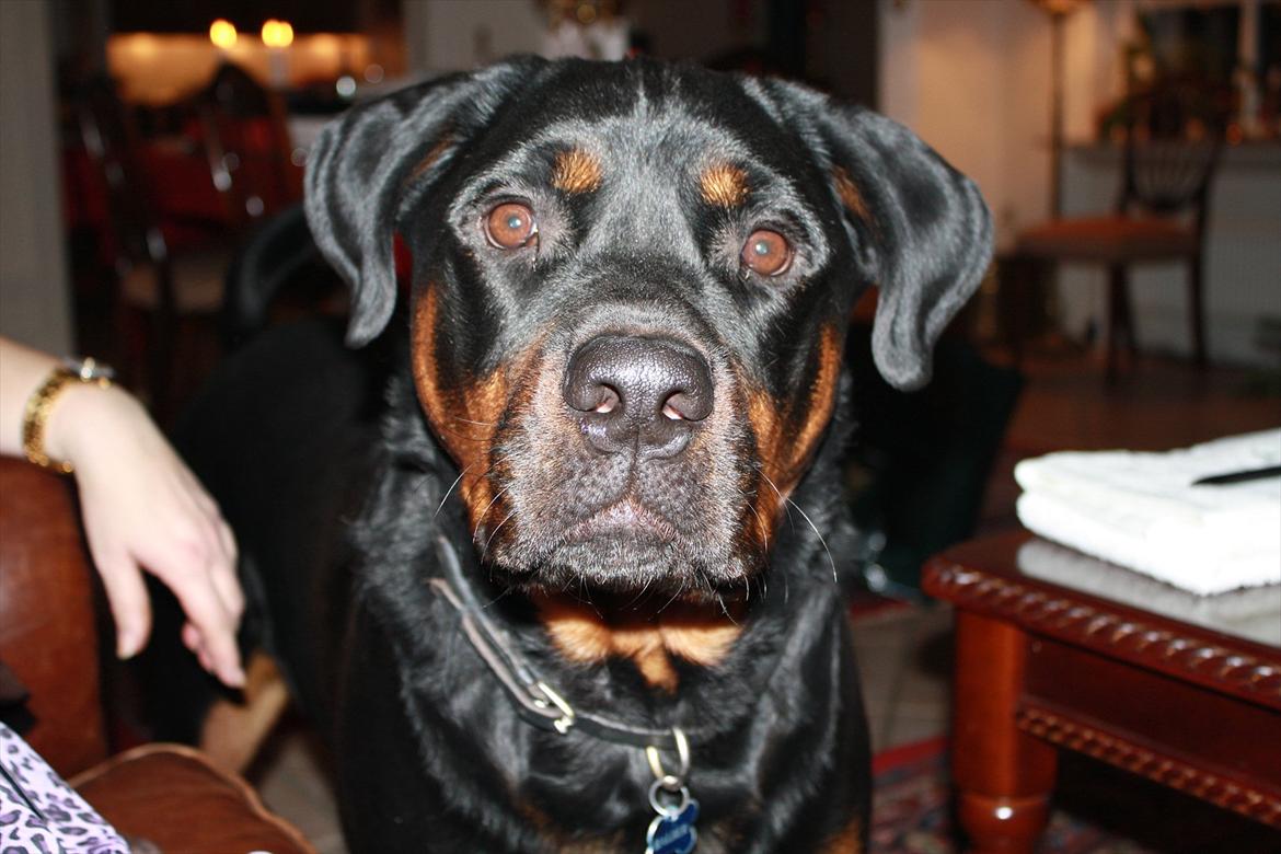 Rottweiler Balder *Forældres* billede 1