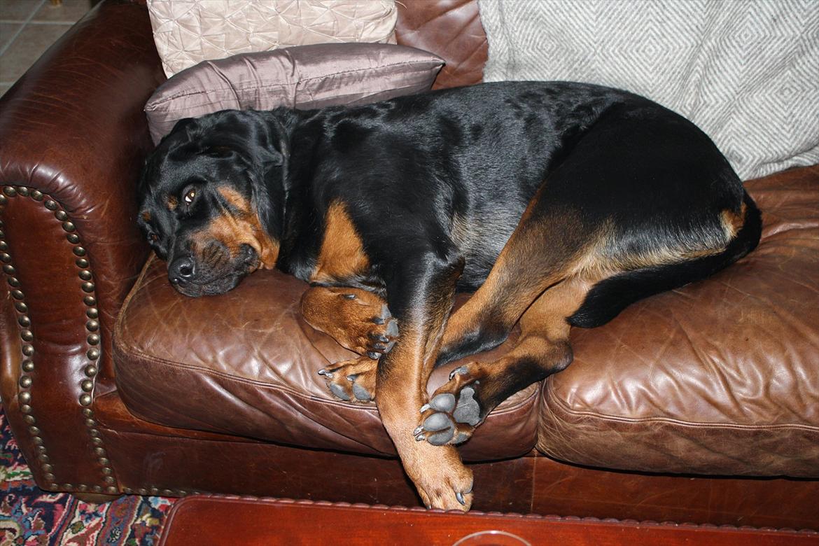 Rottweiler Balder *Forældres* billede 2
