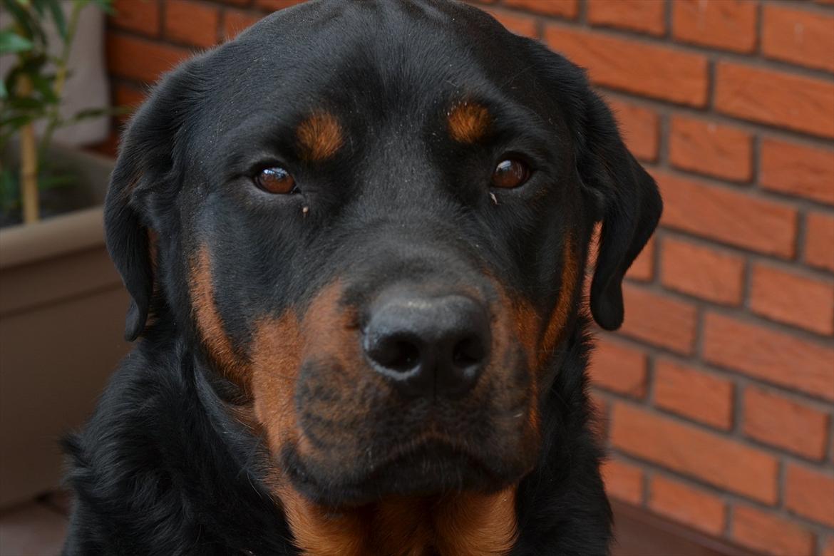 Rottweiler Balder *Forældres* billede 3