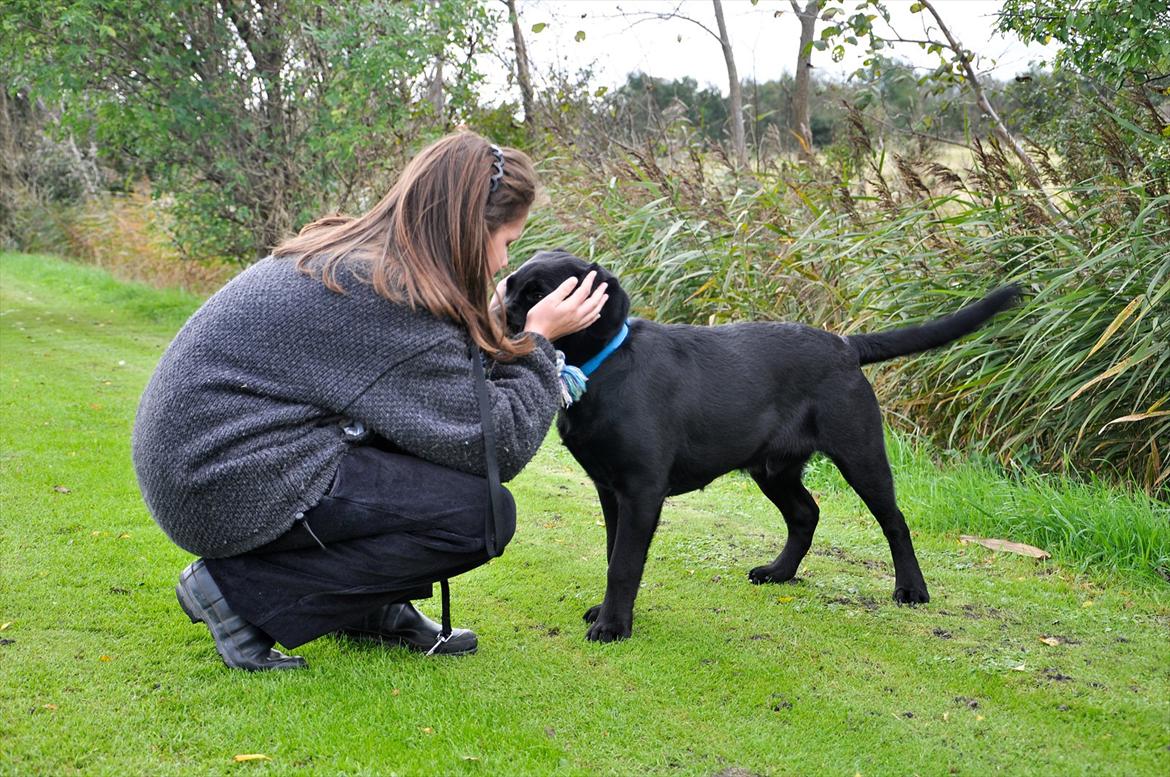 Labrador retriever Bonzo billede 17