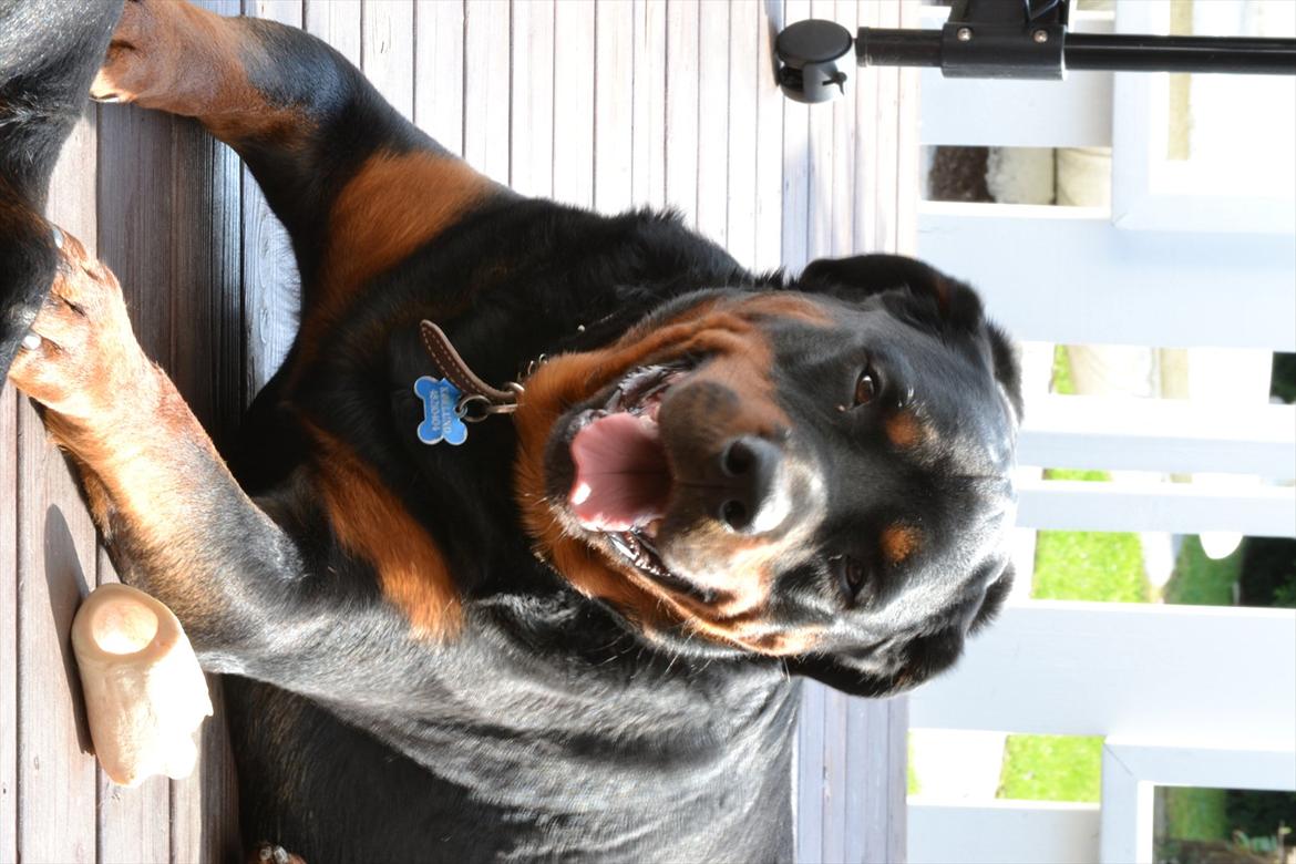 Rottweiler Balder *Forældres* billede 4