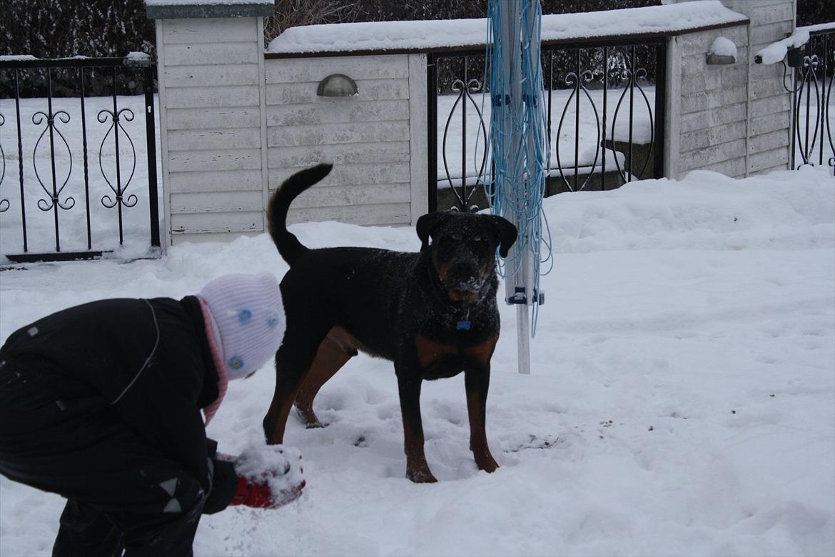 Rottweiler Balder *Forældres* billede 5