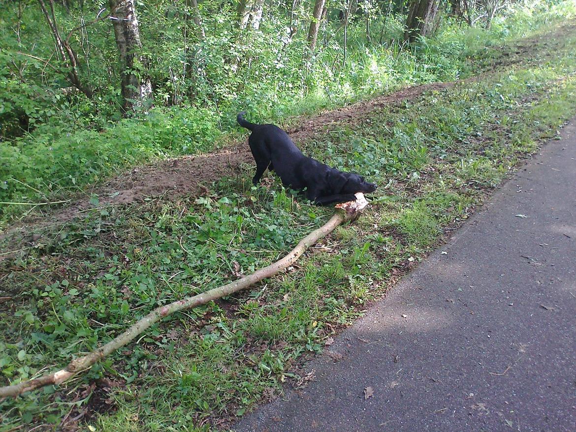 Labrador retriever Zenta billede 4