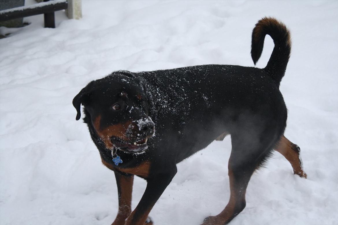 Rottweiler Balder *Forældres* billede 6