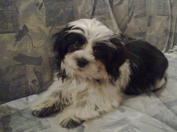 Lhasa apso Kato - Kato som 20uger gammel <3 billede 19