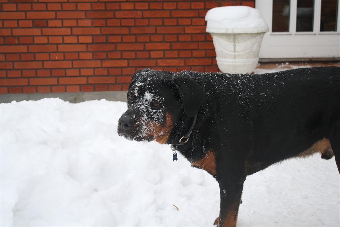 Rottweiler Balder *Forældres* billede 7