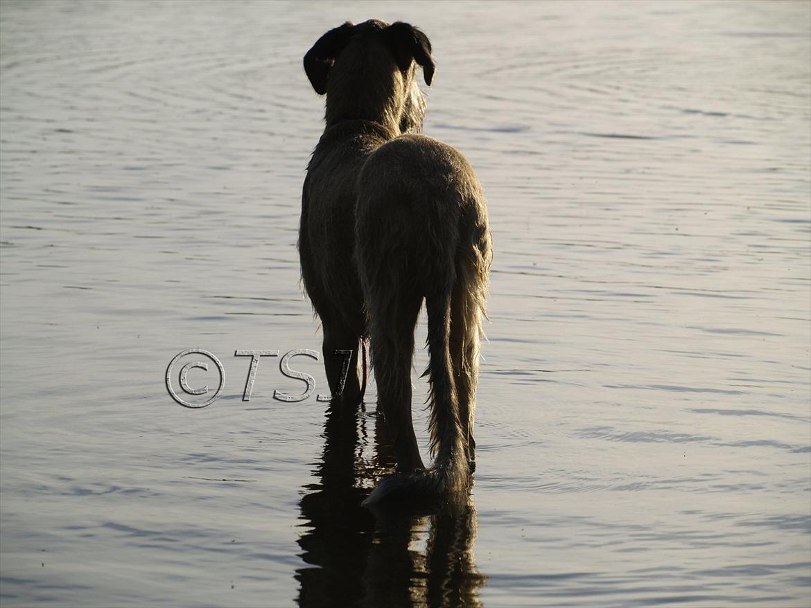Irsk ulvehund Falkor billede 12