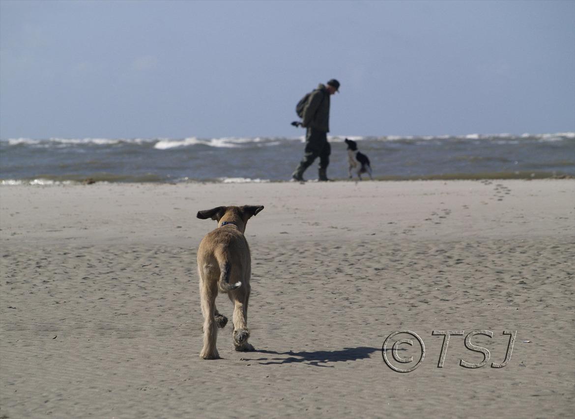 Irsk ulvehund Falkor billede 13