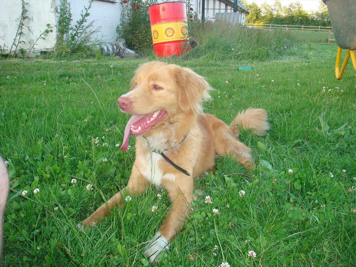 Nova scotia duck tolling retriever Simba billede 10