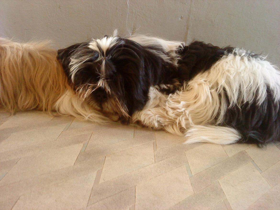 Shih tzu Flindt´s Born To Beauty (Bumle) - November 2011 billede 20