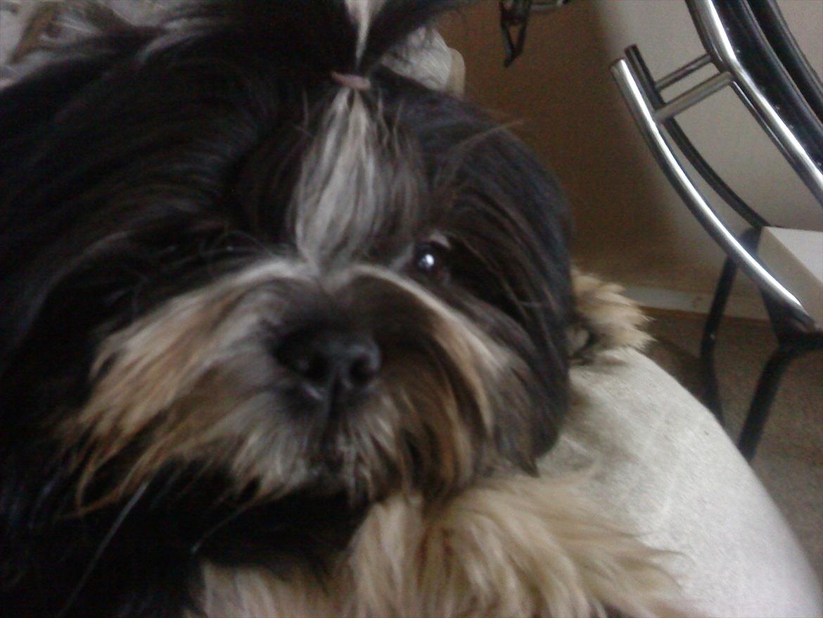 Shih tzu Flindt´s Born To Beauty (Bumle) - November 2011 billede 21