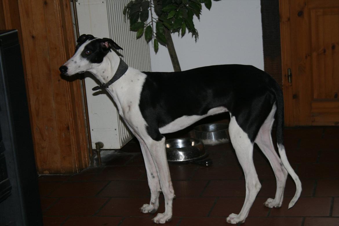 Galgo español AMIGO - Amigo ved plejefamilien i Osnabrück billede 1