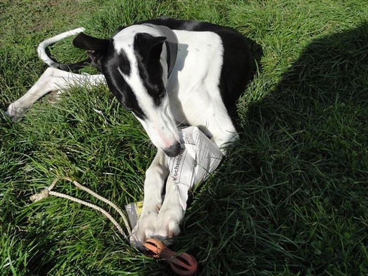 Galgo español AMIGO billede 2