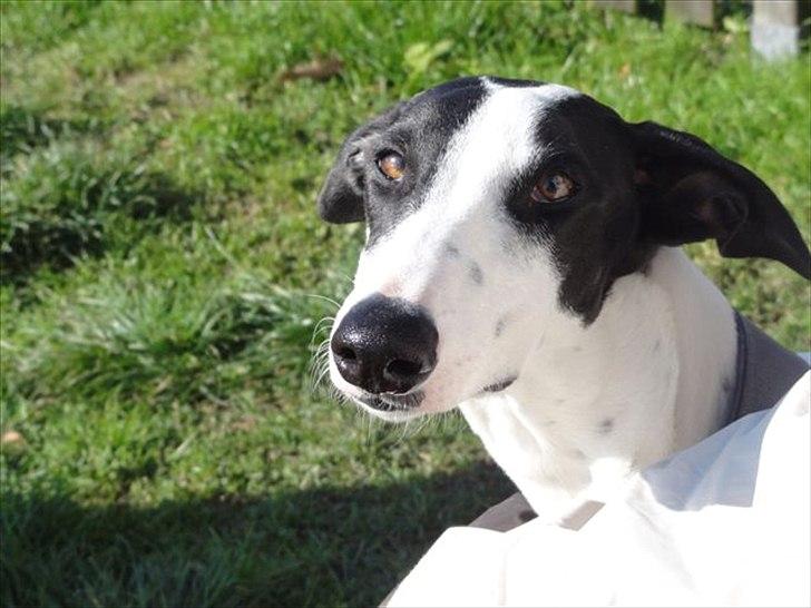 Galgo español AMIGO - Amigo 6md. billede 3