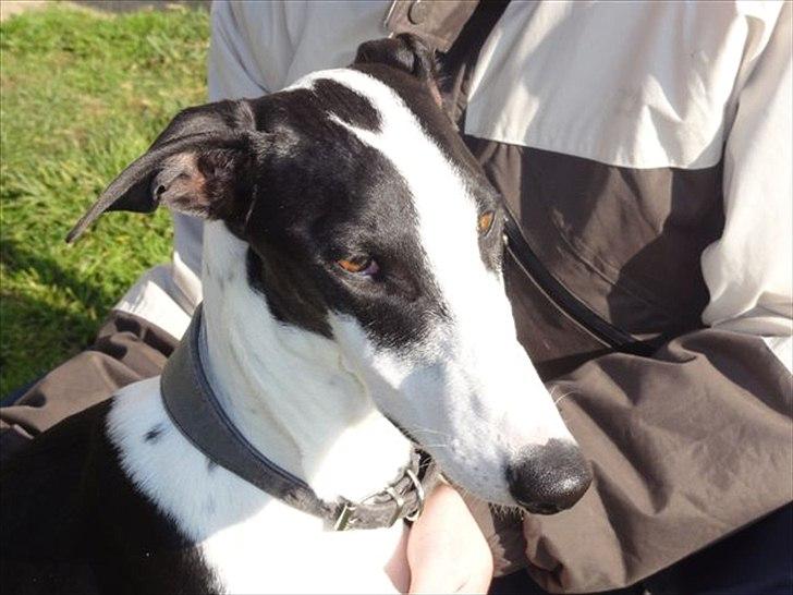 Galgo español AMIGO - Min smukke dreng billede 4