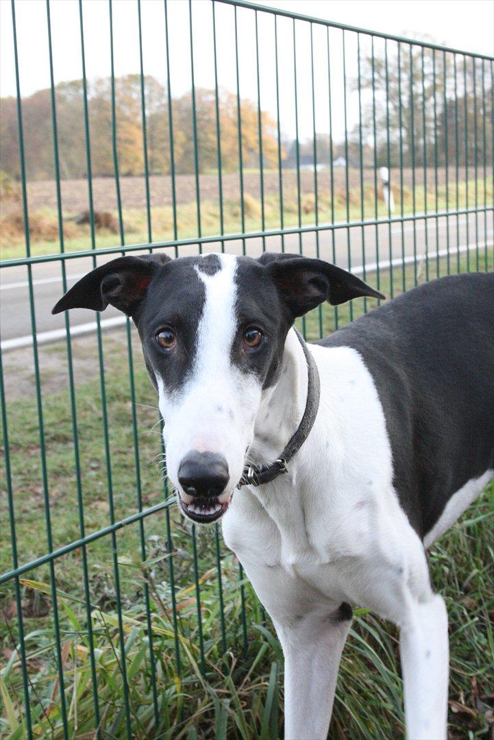 Galgo español AMIGO - "Skal jeg med jer hjem nu"? billede 5