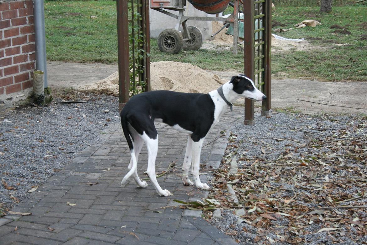 Galgo español AMIGO billede 6