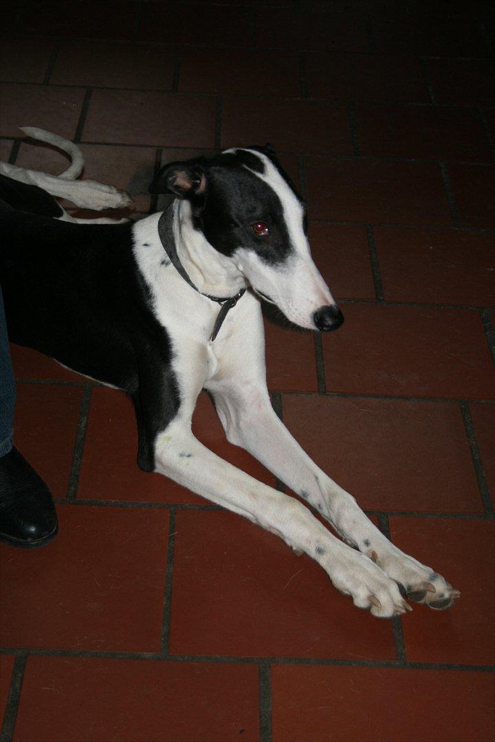 Galgo español AMIGO billede 7