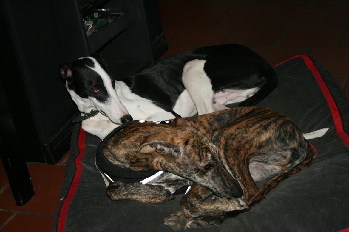 Galgo español AMIGO - Hygge med pleje'bror' billede 8