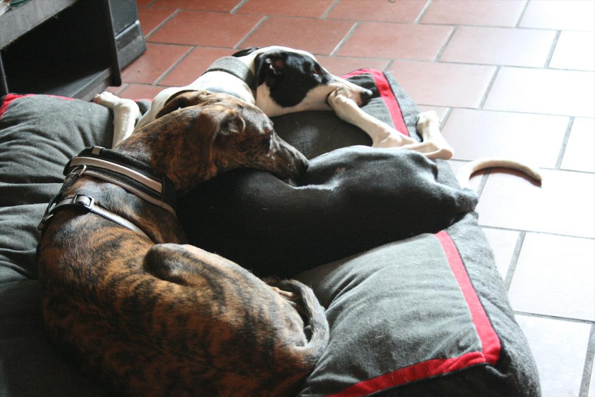 Galgo español AMIGO billede 9